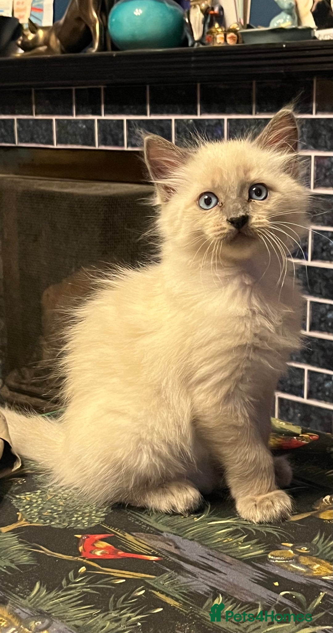 Oriental cats for sale: 5 STUNNING RAGAMESE/SIAMESE KITTENS - Image 6