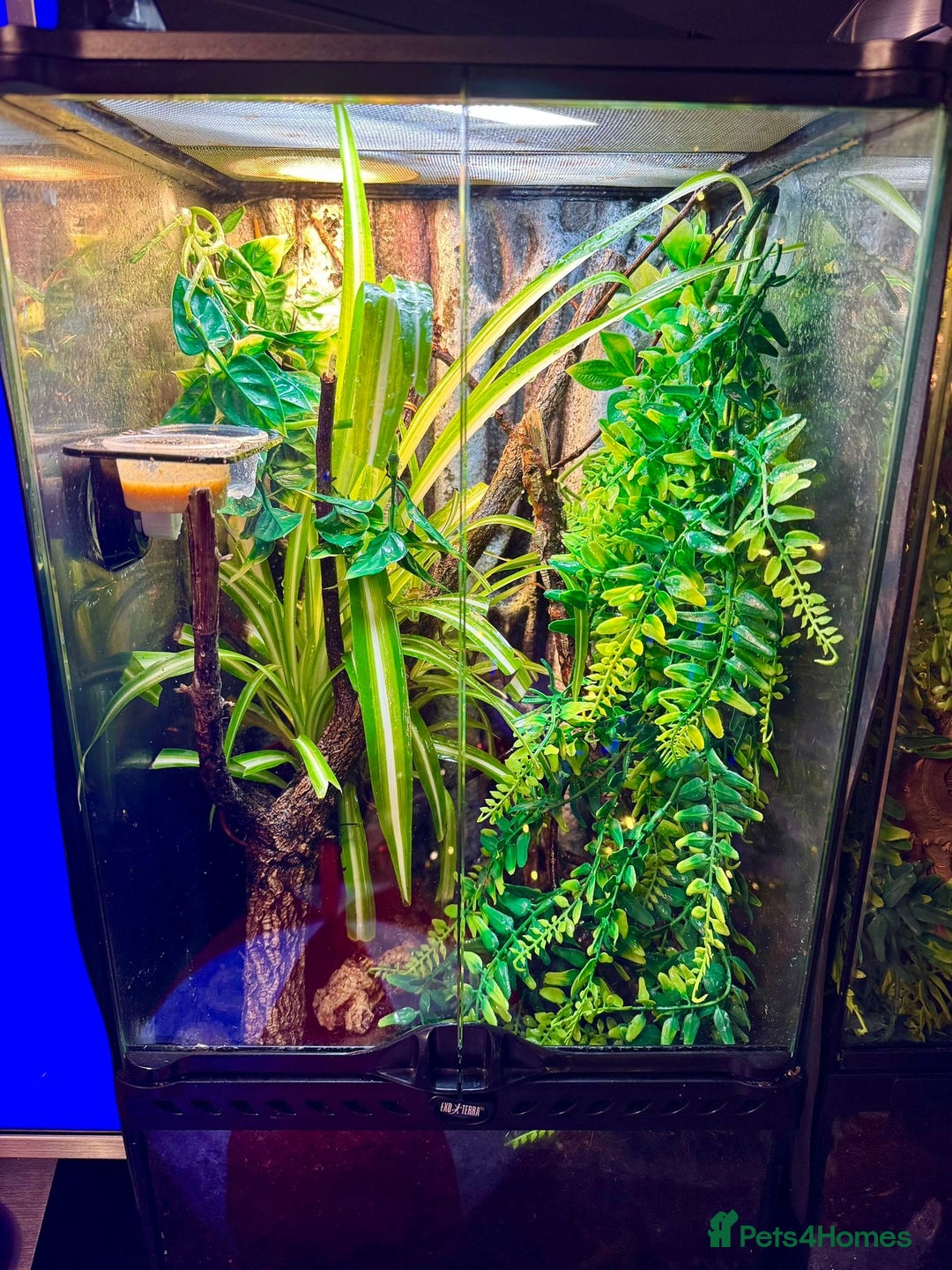 Gecko reptiles for sale: X2 Gold Dust Geckos With Enclosure  - Advert 2