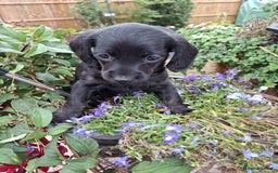 Mixed Breed dogs for sale: Daxiepoo puppies -miniature dachshund x toy poodle - Image 15