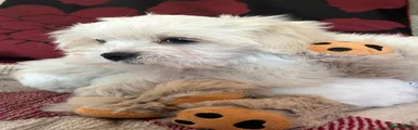 Mixed Breed 3