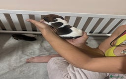 Jack Russell dogs for sale: 5 Jack Russel Puppies - Image 6