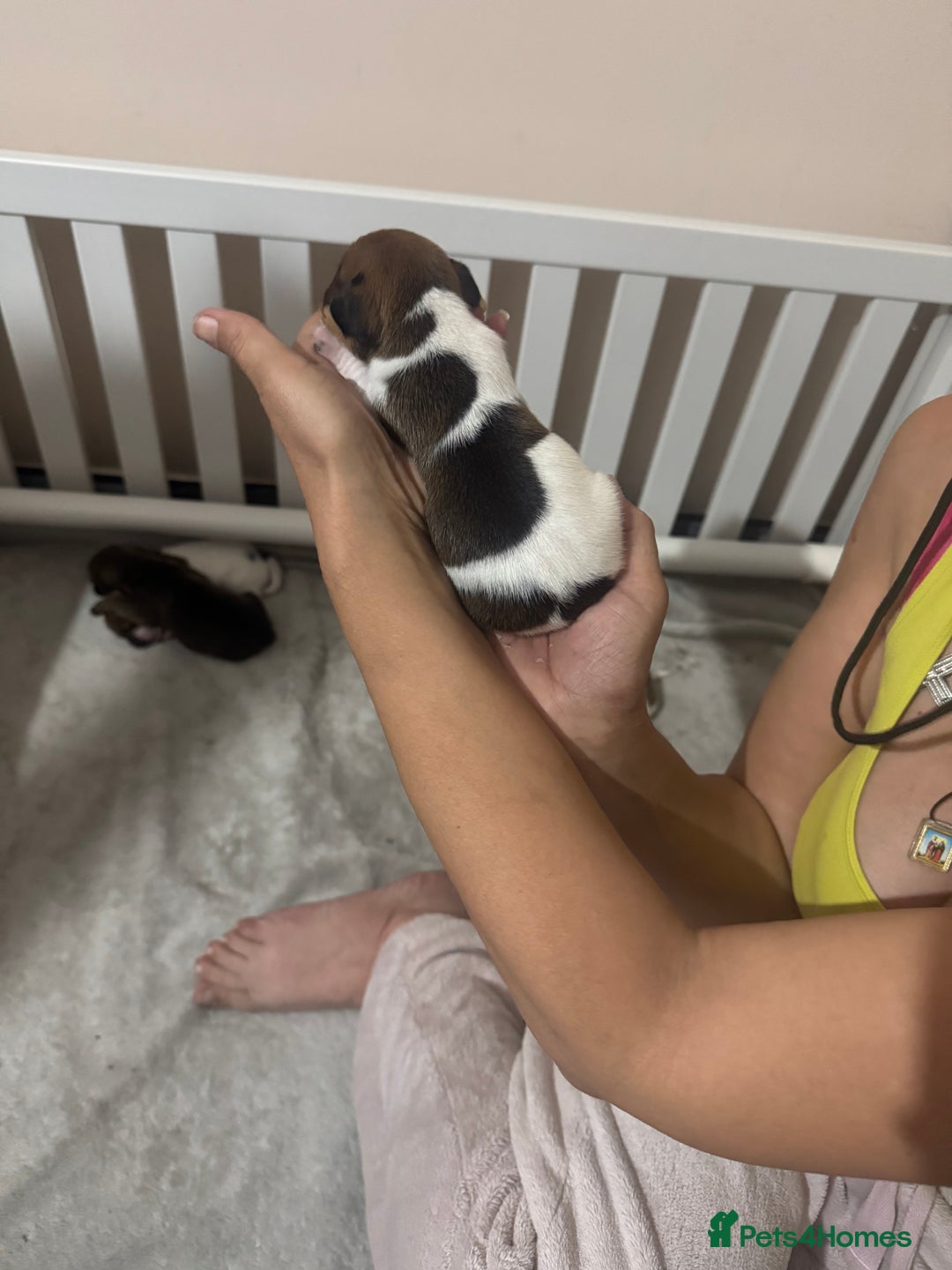 Jack Russell dogs for sale: 5 Jack Russel Puppies - Image 6