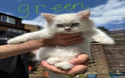 Ragdoll cats for sale: *REDUCED* ready to leave ragdoll kittens - Image 3