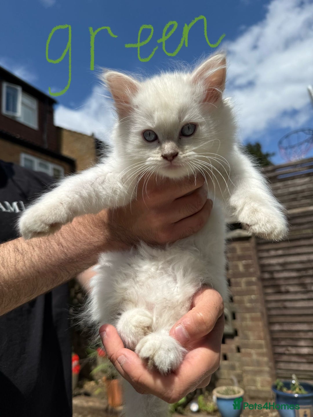 Ragdoll cats for sale: *REDUCED* ready to leave ragdoll kittens - Image 3