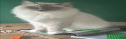 Ragdoll cats for sale: Stunning blue mitted babies registered  in Atherstone - Advert 2