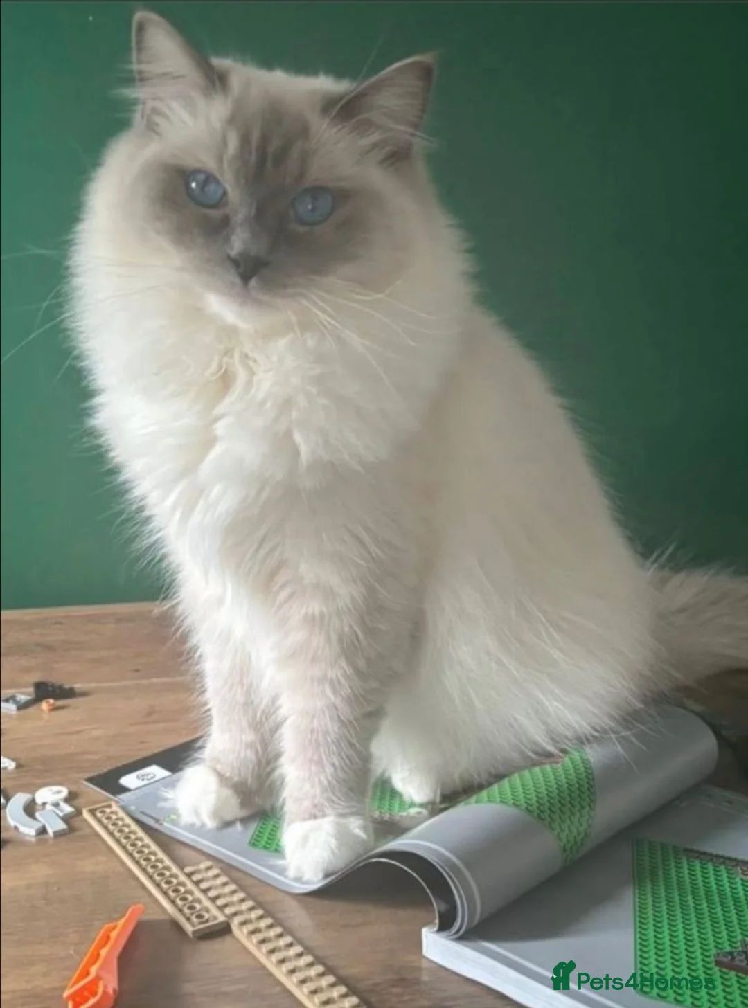 Ragdoll cats for sale: Stunning blue mitted babies registered  in Atherstone - Advert 2