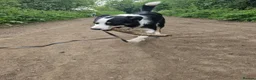 Border Collie dogs for sale: Border collie Peter  - Advert 3