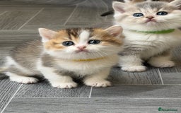 British Shorthair cats for sale: BSH tri- colour golden/blue/white kittens TICA - Image 5