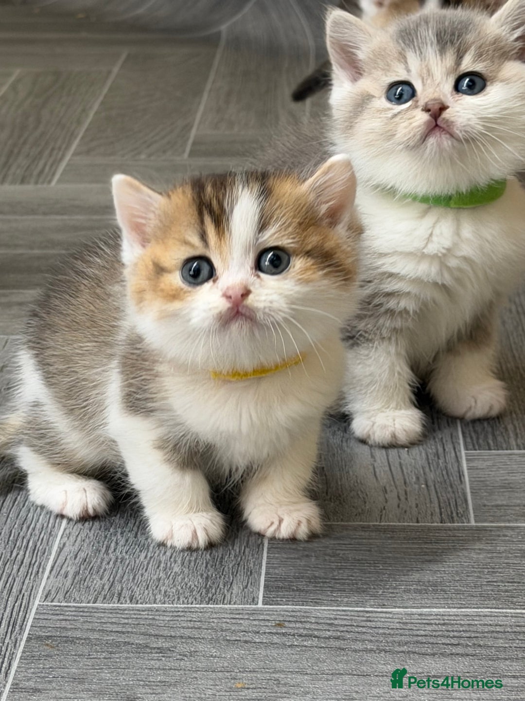 British Shorthair cats for sale: BSH tri- colour golden/blue/white kittens TICA - Image 5