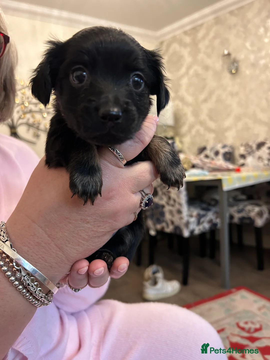 Mixed Breed dogs for sale: Puppies for sale - Advert 4