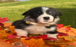 Welsh Corgi Pembroke dogs for sale: Champion Show quality stunning Corgi Puppies - Image 26