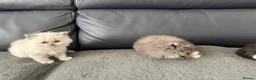 Mixed Breed cats for sale: Persian Maine Coone Kittens 6 Weeks Old in Harrow - Advert 8