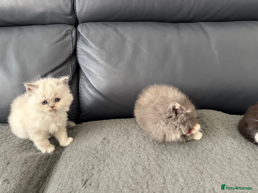Mixed Breed cats for sale: Persian Maine Coone Kittens 6 Weeks Old in Harrow - Advert 8