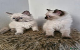 Ragdoll cats for sale: Ragdoll kittens for sale - Image 1