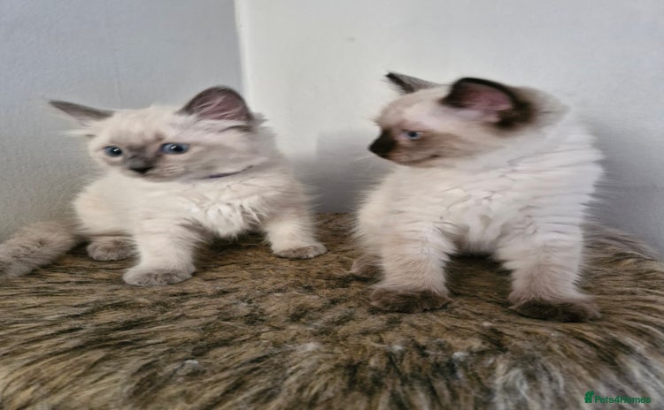 Ragdoll cats - Advert 1
