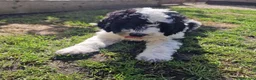 Sheepadoodle dogs for sale: Beautiful F1 Sheepadoodles  - Advert 7