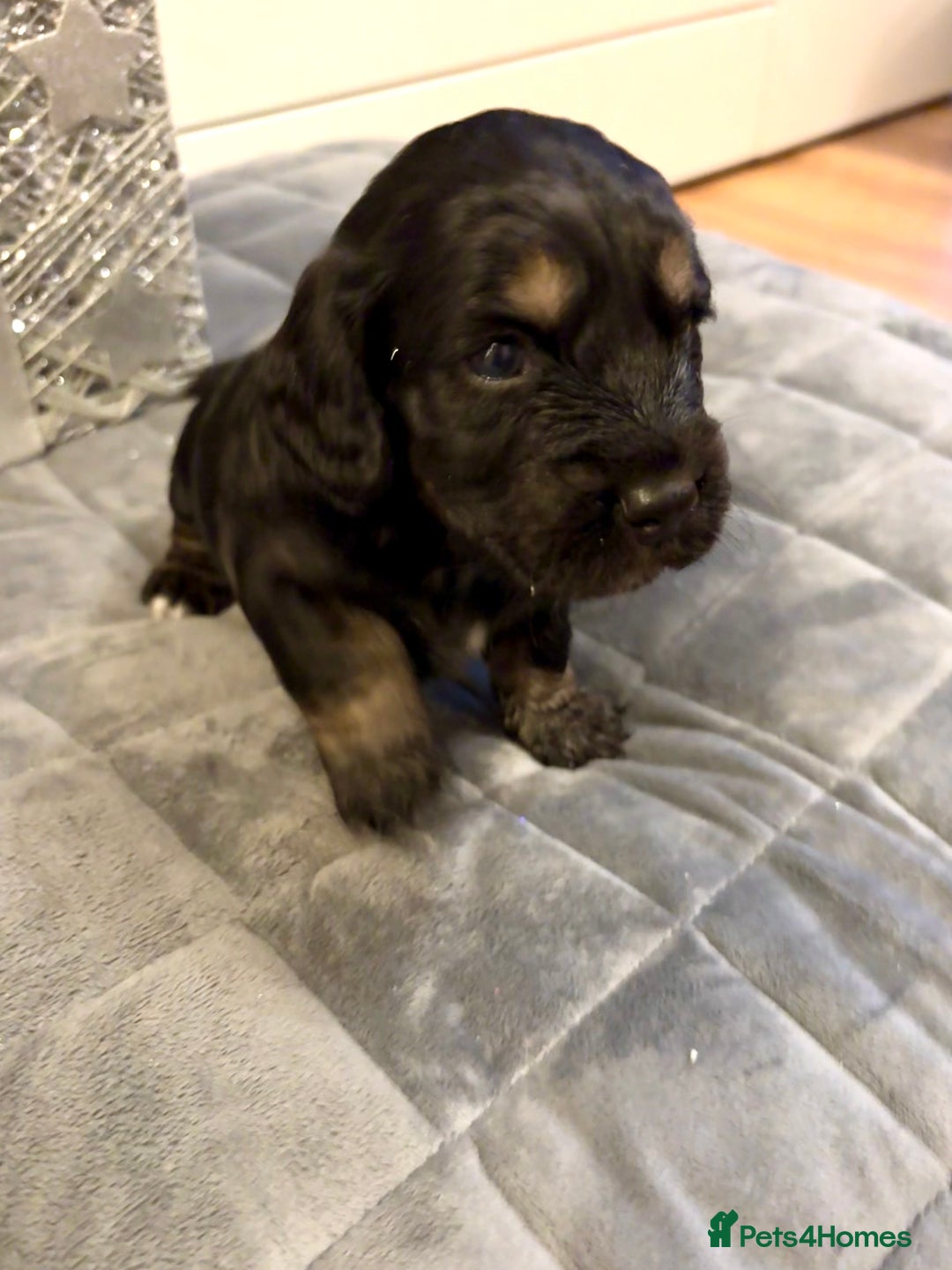 Cockapoo dogs for sale: Beautiful F1b cockapoos  - Advert 3