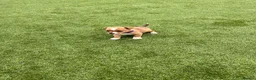 Jack Russell dogs for sale: 7 beautiful jack Russel puppies for sale - Advert 4