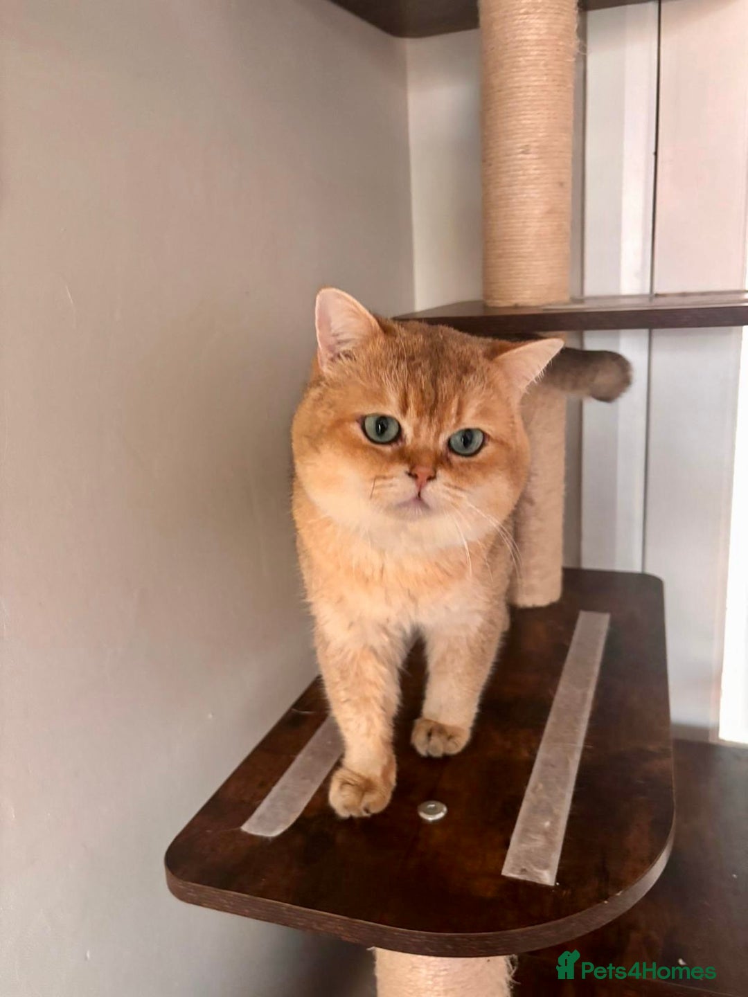 British Shorthair cats for sale: GCCF BSH fluffy kittens - Image 11