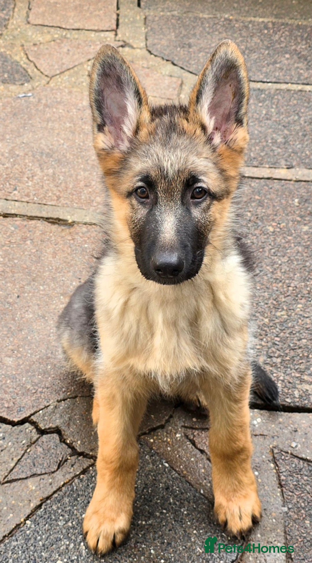 German Shepherd dogs for sale: KC REGISTERED GERMAN SHEPHERD PUPPIES  - Image 11