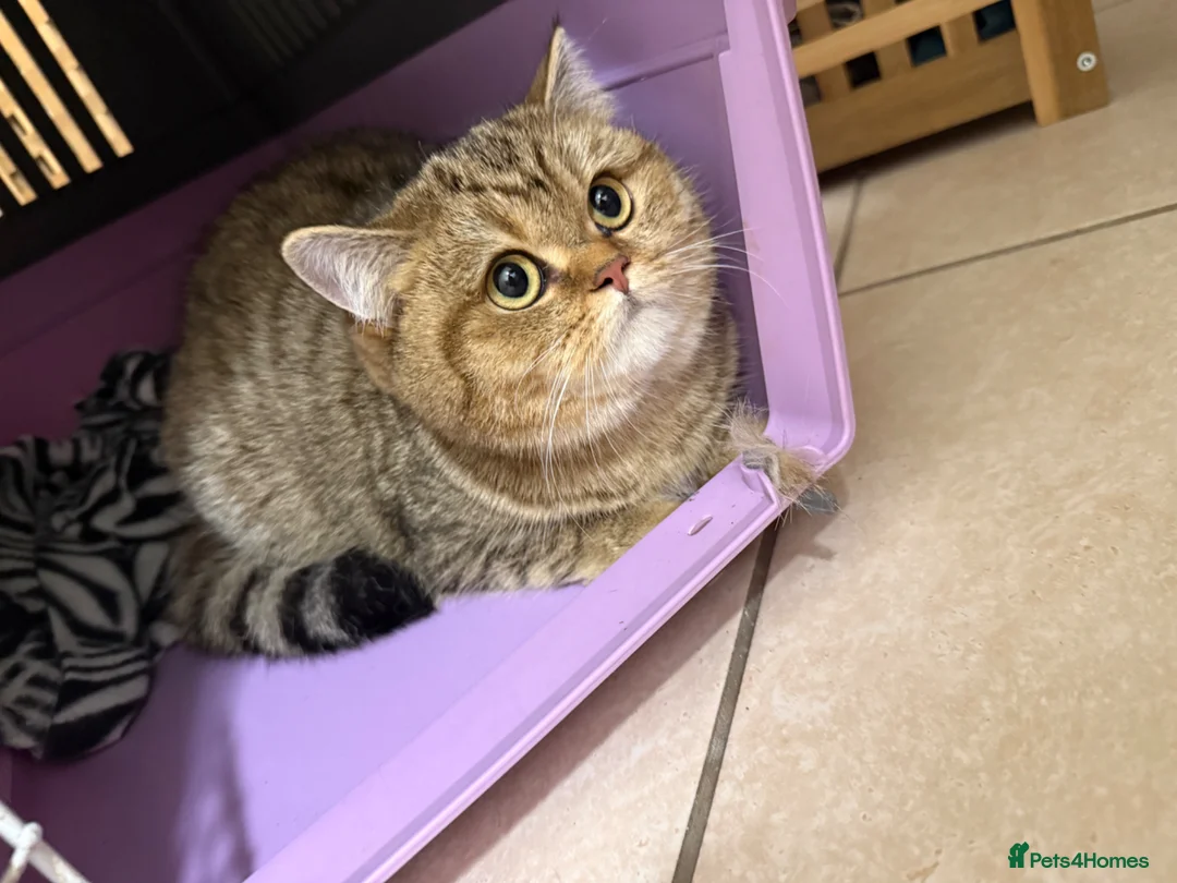 British Shorthair cats for sale: BRITISH SHORTHAIR  - Advert 6