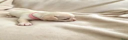 Chihuahua dogs for sale: Beautiful Chihuahua Pups - Advert 16