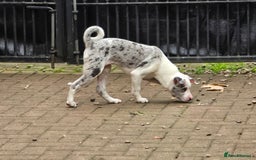 Mixed Breed dogs for sale: Frenchie x Labrador Puppies 17 weeks ready to go - Image 11