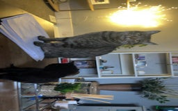 Mixed Breed cats for sale: Black female kitten - Advert 1