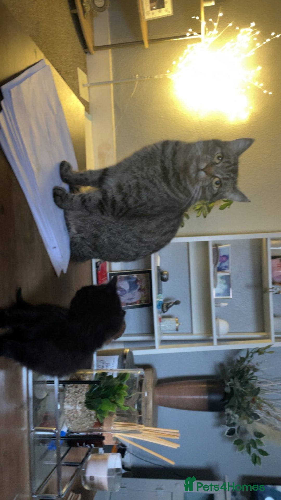 Mixed Breed cats for sale: Black female kitten - Advert 1