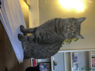 Mixed Breed cats for sale: Black female kitten - Advert 1