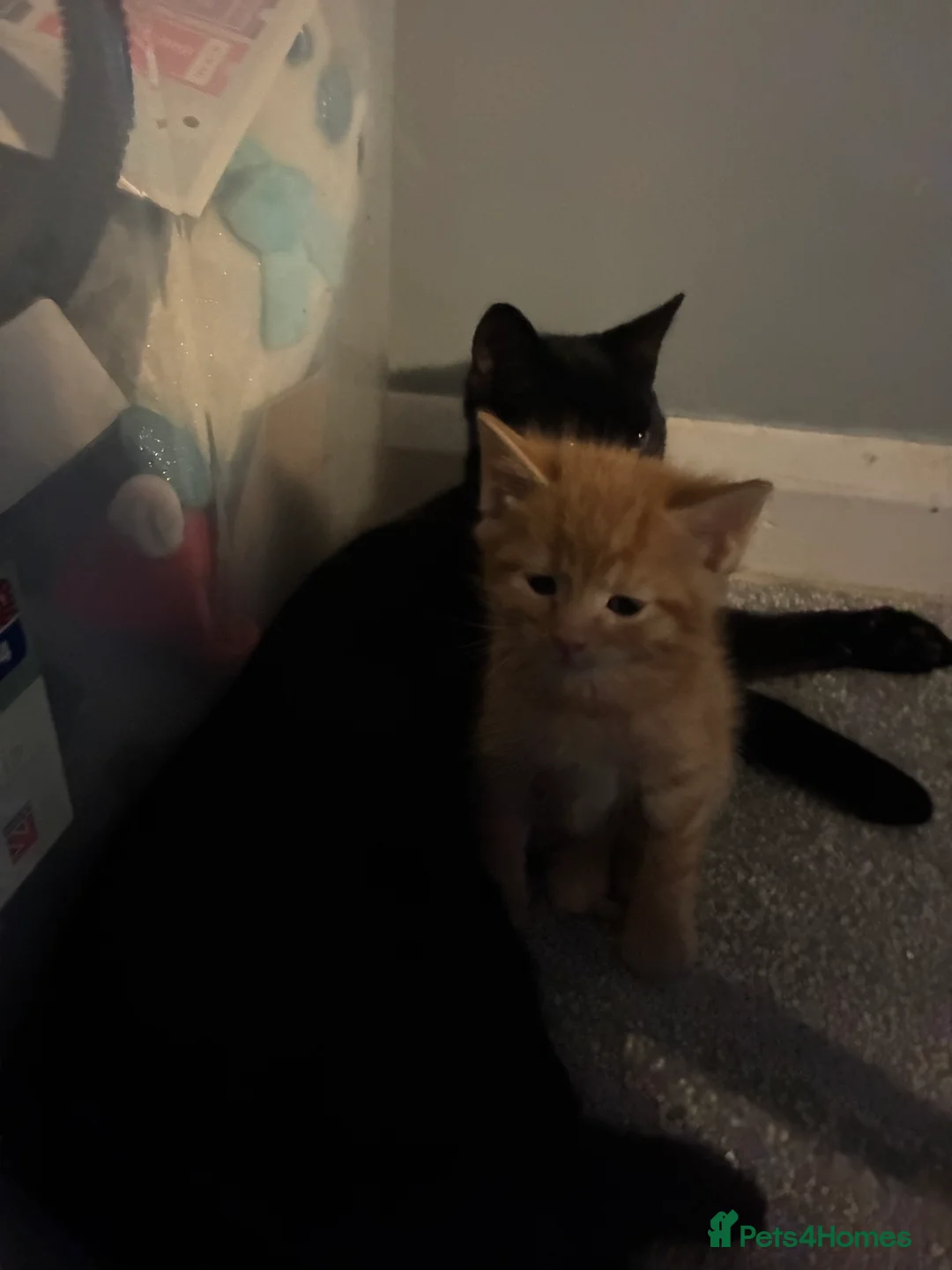 Mixed Breed cats for sale: Beautiful fluffy cuddly kittens for sale!!!  - Advert 29