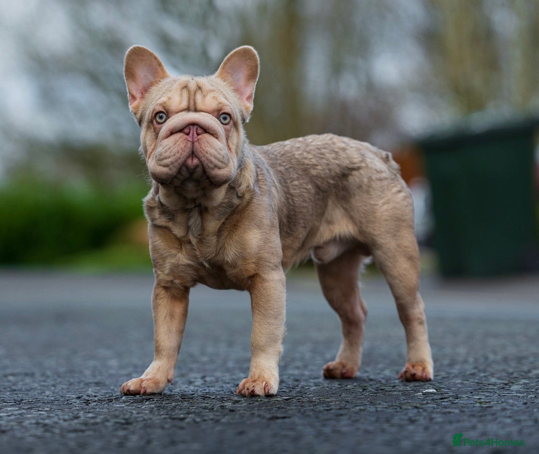French Bulldog dogs for stud:  Isabella ** Boy carrying fluffy  in Manchester - Advert 6