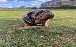 English Bulldog dogs for stud: GELATO 🍧 in Middlesbrough - Image 11
