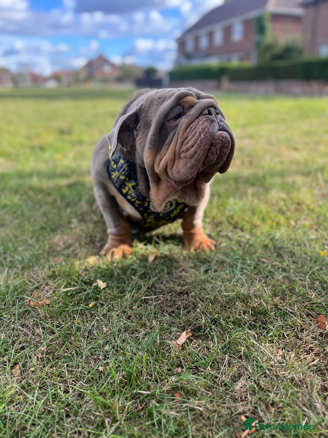 English Bulldog dogs for stud: GELATO 🍧 in Middlesbrough - Advert 11