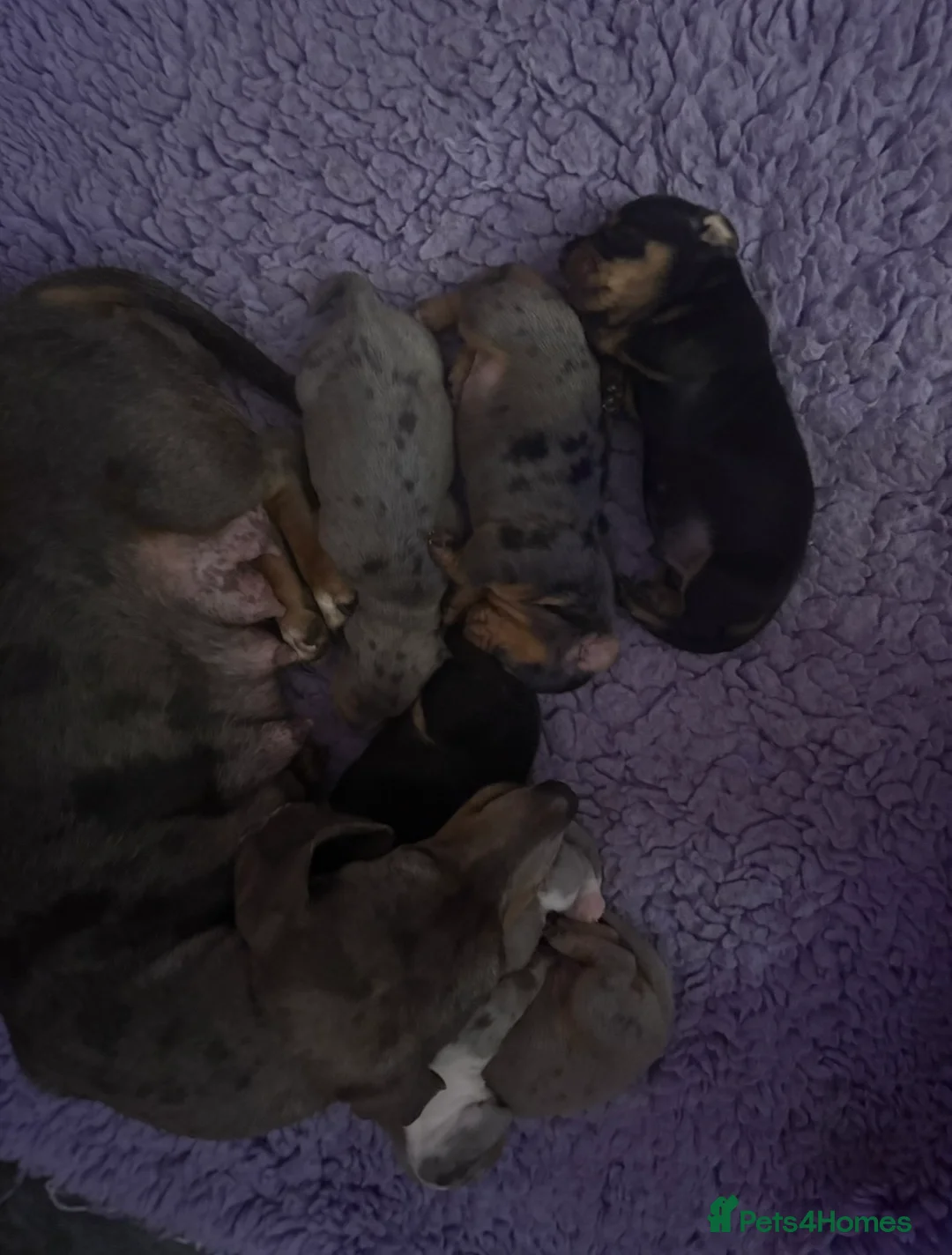 Dachshund dogs for sale: Beautiful Daschund Puppies  in Keighley - Advert 2