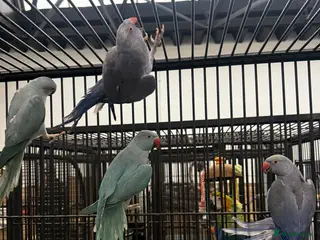 Ringnecks birds Stunning Various Baby Ringnecks - Advert 3