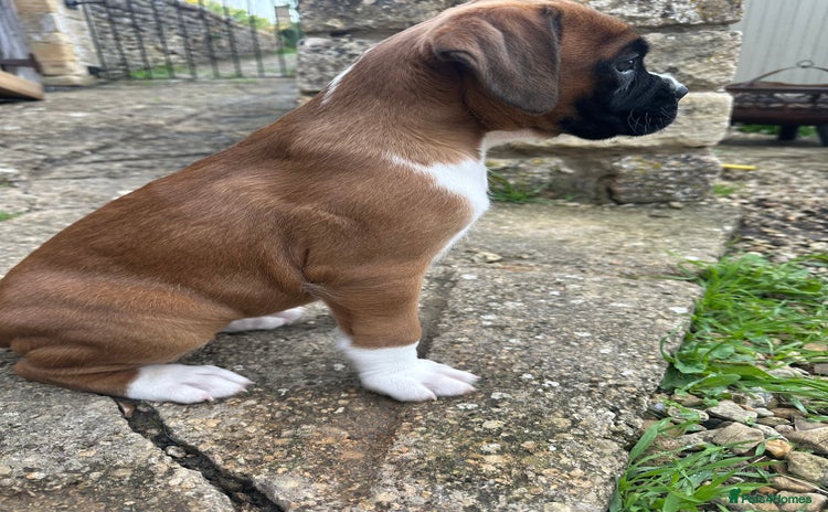 Boxer dogs - Advert 2