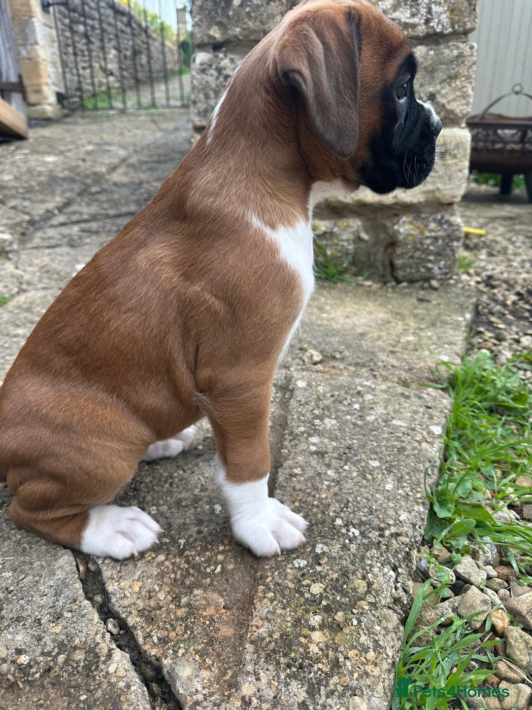 Boxer dogs for sale: Boxer puppy Girl for sale-adorable and cute  - Image 1