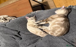 Bengal cats for sale: Buzz and Woody - Image 2