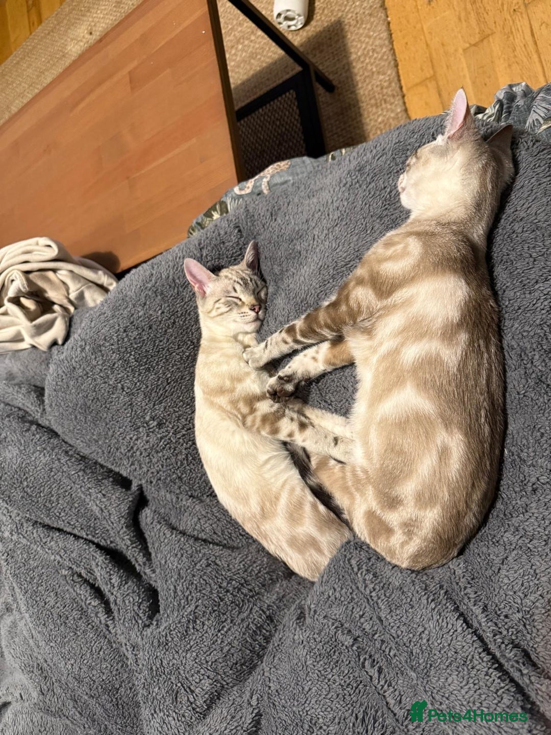 Bengal cats for sale: Buzz and Woody - Image 2