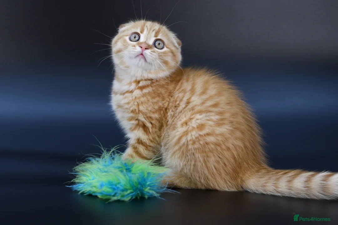 Scottish Fold cats for sale: LICENSED CATTERY, PURE BREED TOP QUALITY KITTENS - Advert 5