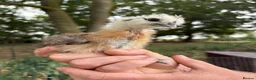 Chickens poultry for sale: Silkie/Showgirl Silkie Chicks Unsexed in Lincoln - Advert 3
