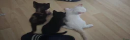 Mixed Breed cats for sale: 3 playful kittens - Advert 4