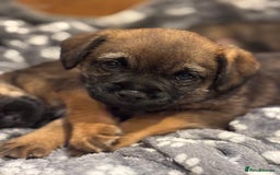 Border Terrier dogs for sale: BORDER TERRIER PUPPIES FOR SALE - Image 2