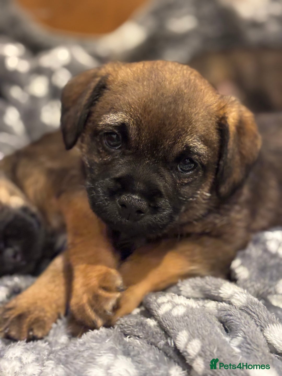 Border Terrier dogs for sale: BORDER TERRIER PUPPIES FOR SALE - Image 2