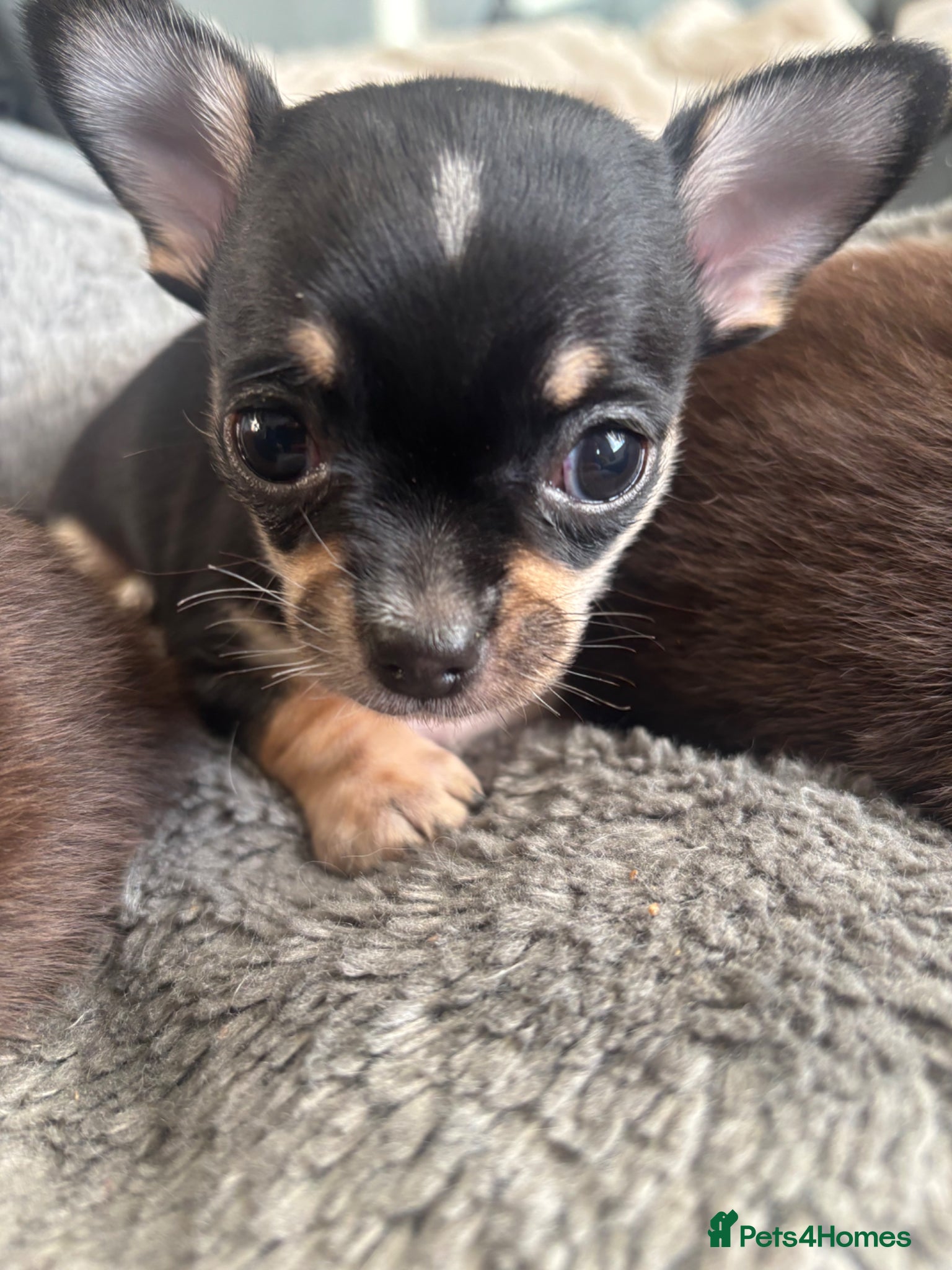 Chihuahua dogs Beautiful Chihuahua litter  - Advert 2