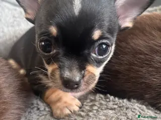 Chihuahua dogs Beautiful Chihuahua litter - Advert 2