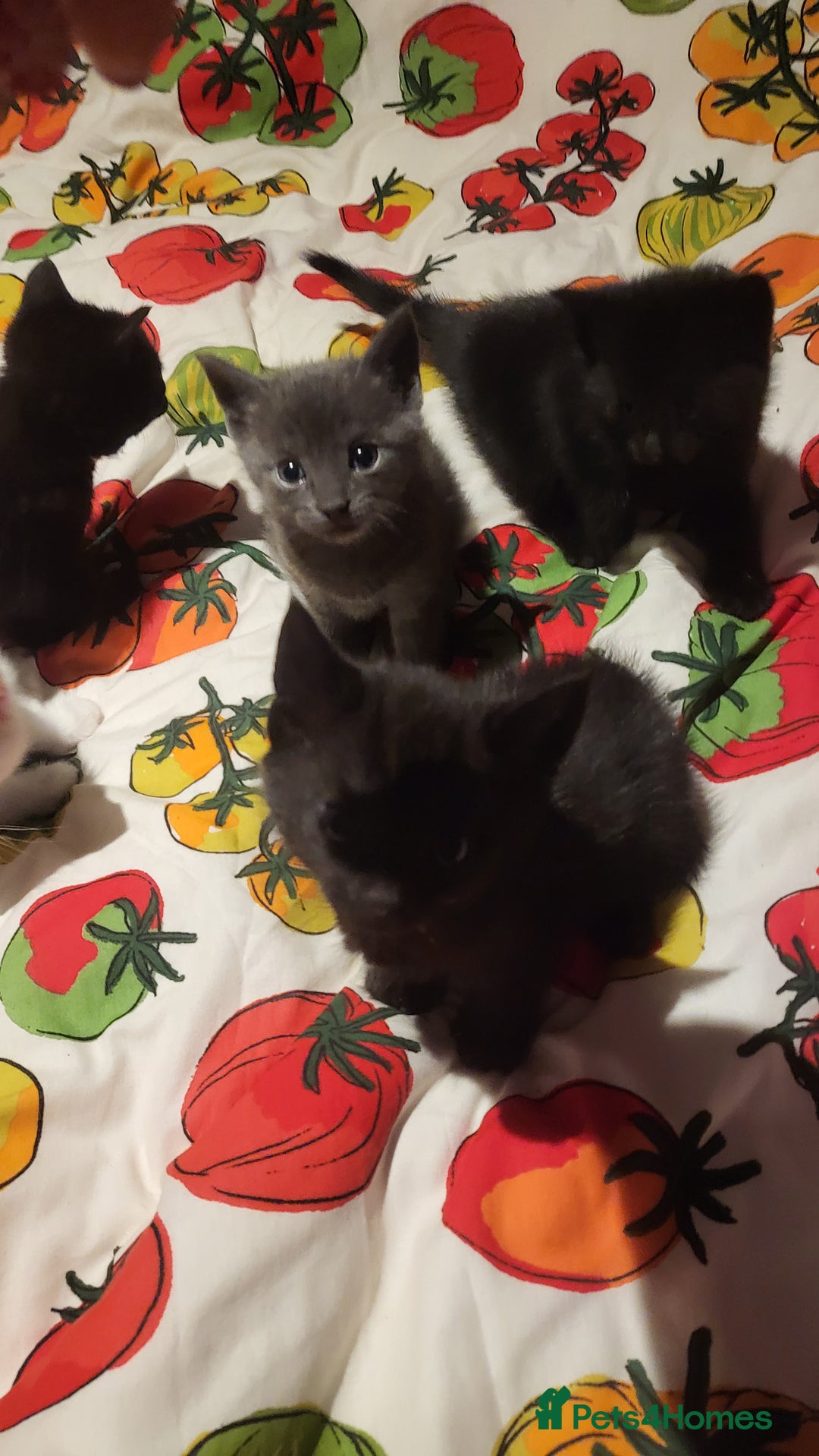 Mixed Breed cats for sale: 7 lovely kittens  - Advert 8