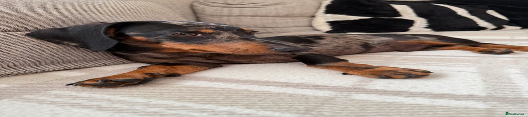 Miniature Dachshund Puppy 2