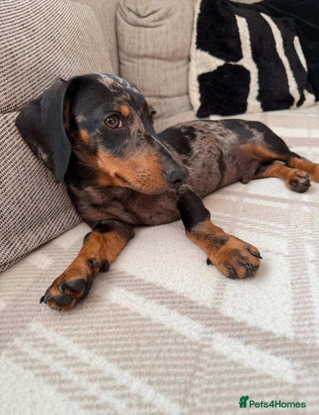 Miniature Dachshund dogs for sale: Miniature dachshunds to stay together! - Image 2